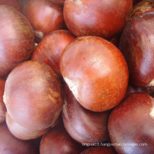 Fresh chestnut chestnuts wholesale